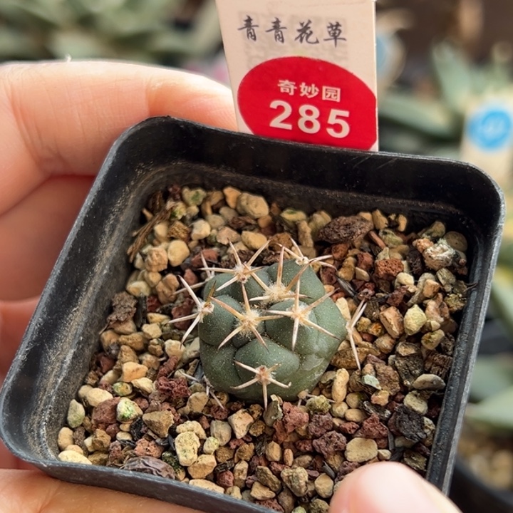 实生顶花大祥冠2.1cm