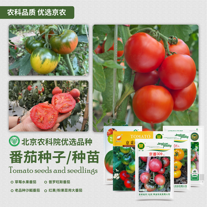 农科院番茄种子原味普罗旺斯水果草莓西红柿毛粉沙瓤番茄苗蔬菜籽