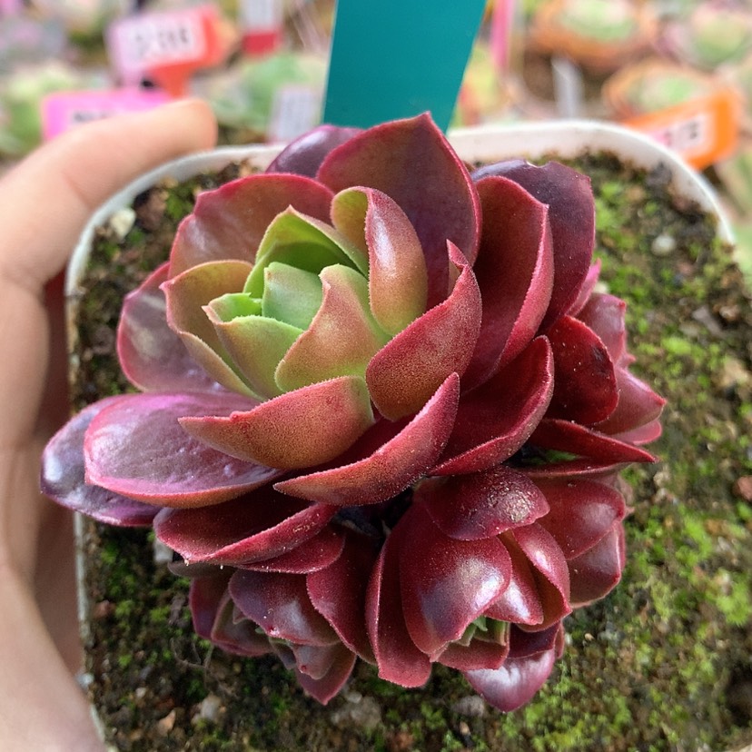 【闪购商品】yjj234云霞