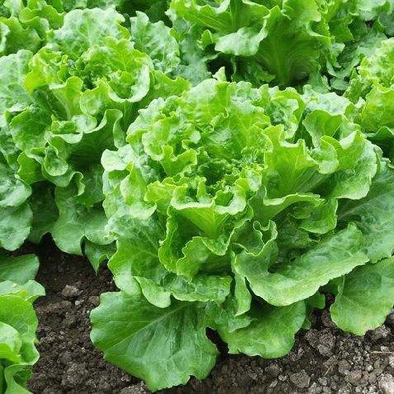 新种四季甜脆玻璃生菜种子脆嫩生吃阳台秋冬育苗蔬菜种耔简单易种