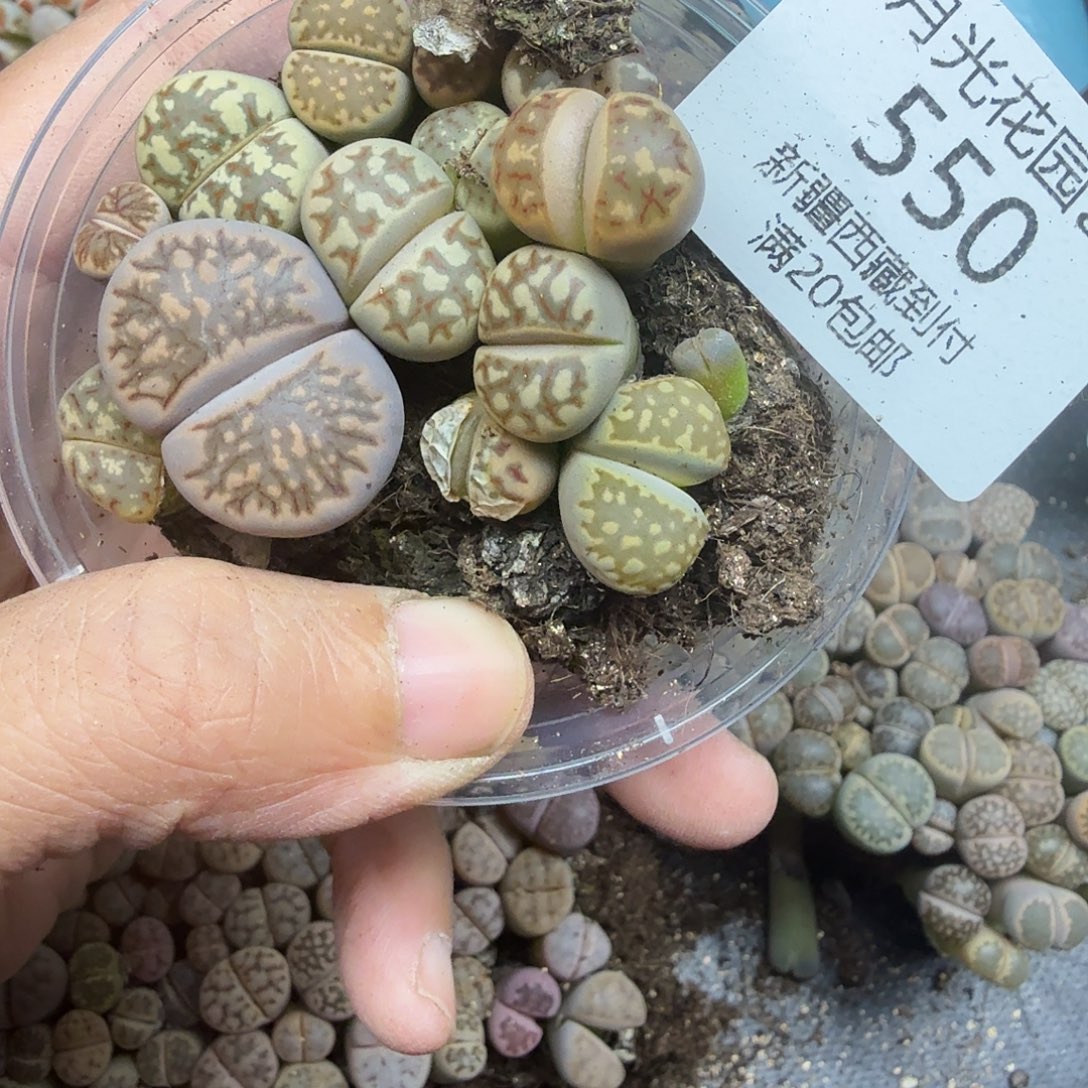 你也快回来吃饭哦我不550 这个