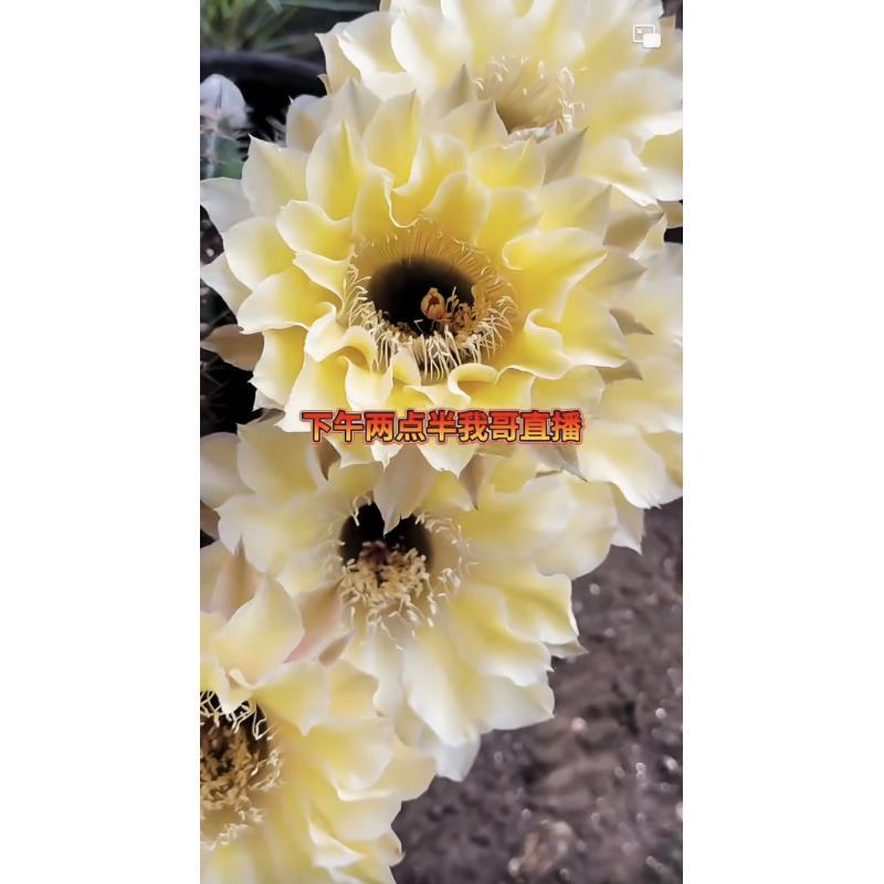 自根cc188彩草，尺寸以直播间为准，环境不同开花不同介意勿拍