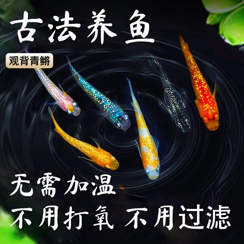 精品观背青鱂鱼送饲料 青鱂鱼星光鱼卵 不打氧冷水鱼小型鱼观赏鱼