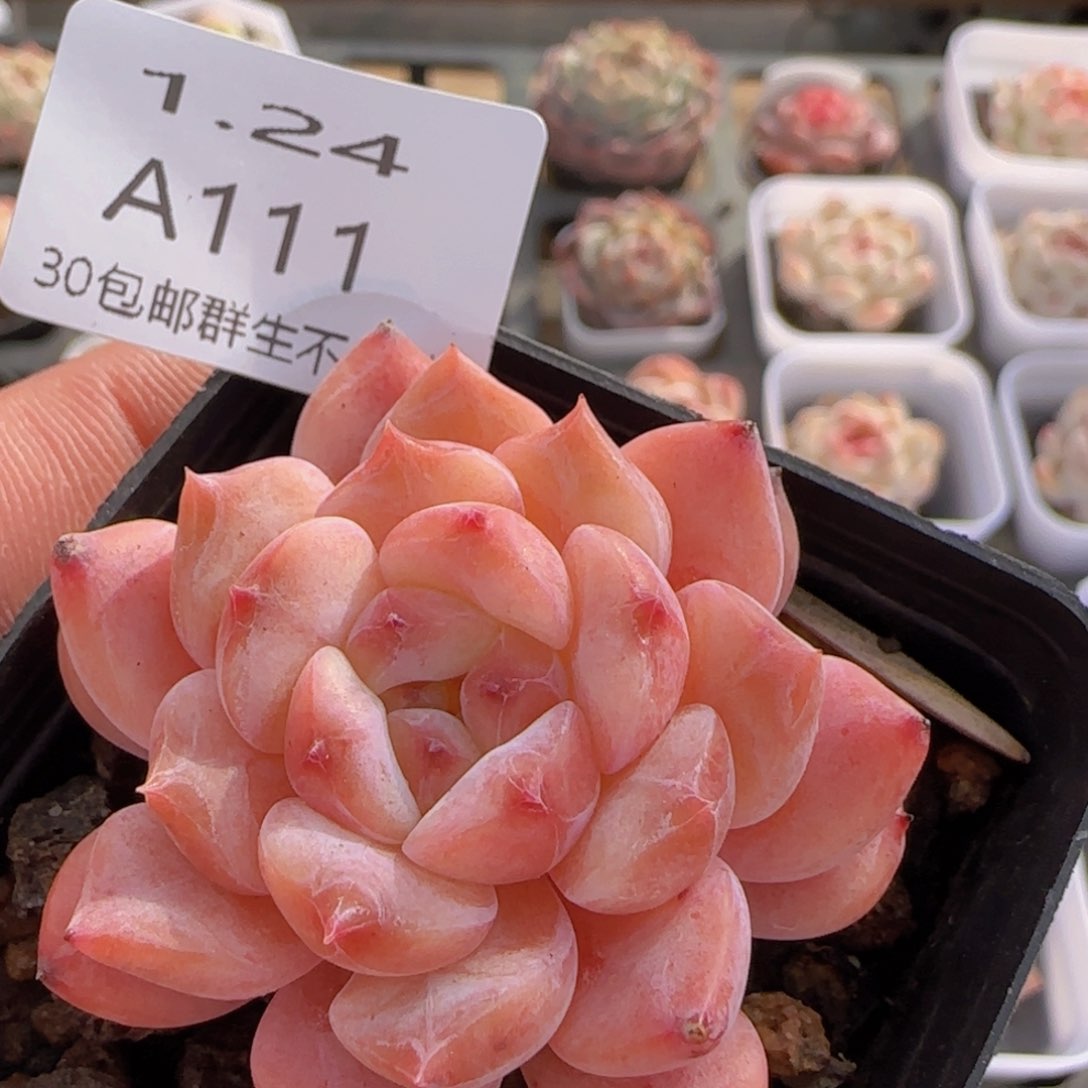 冰糖水晶单头一颗脱土