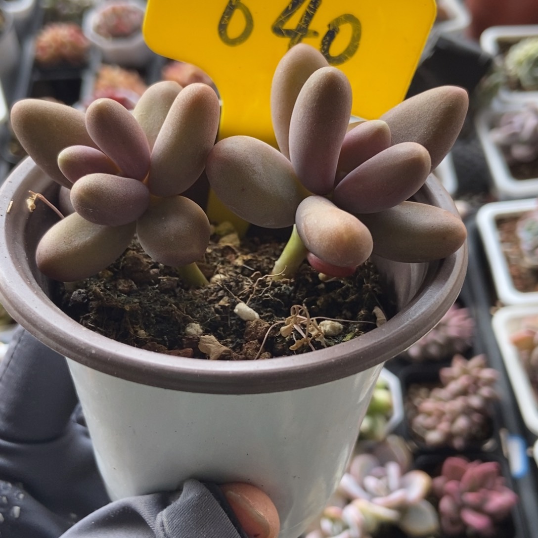 640糖果美人duorou