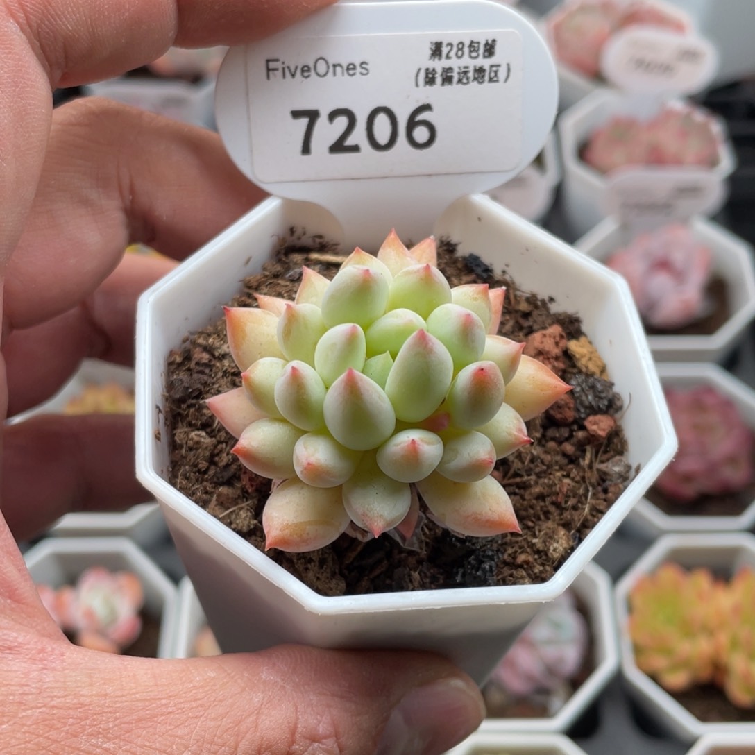 7206明珠4.0厘米