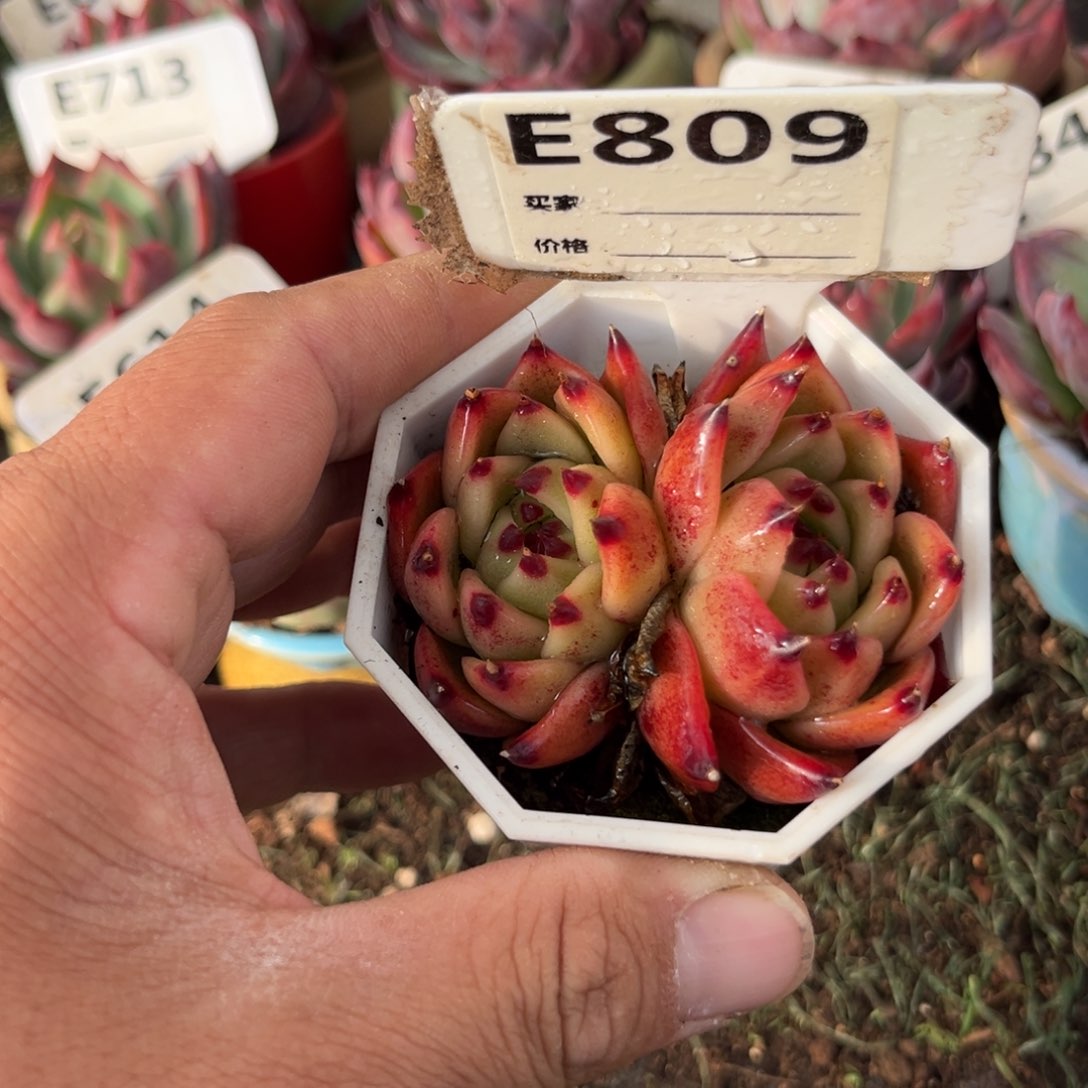 蓝龙多肉植物的809