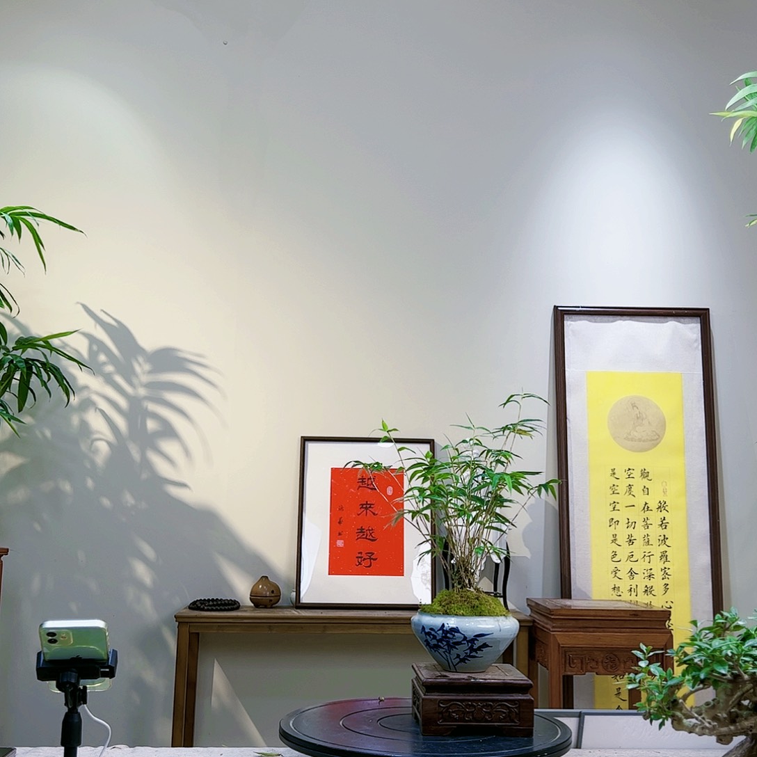 董*莉老桩精品竹盆景