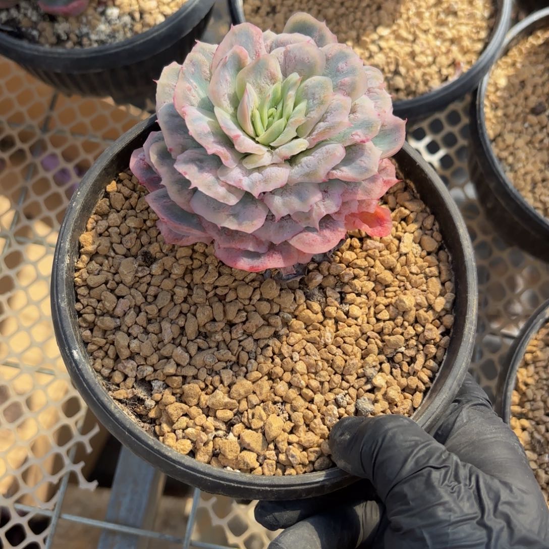 这***妞哈哈哈哈哈哈哈宝贝宝贝宝贝宝贝