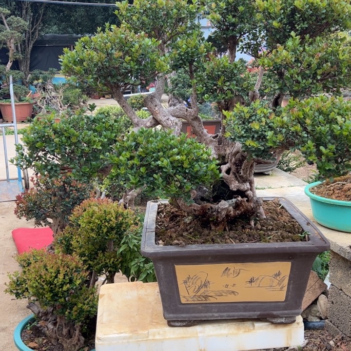 努***！无花朵这首好听我都要唱