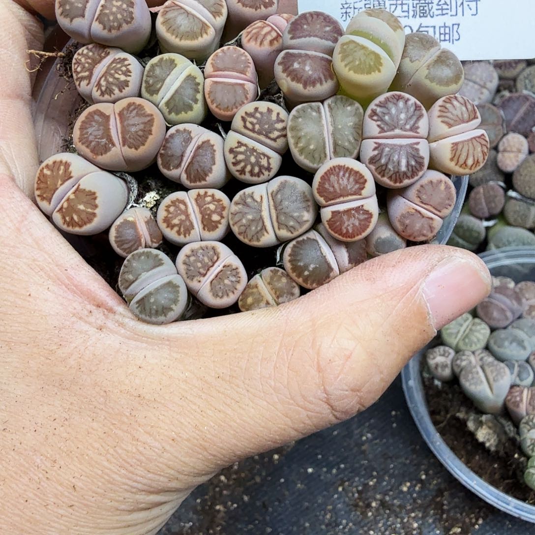 你要吃就去拿去195哈哈