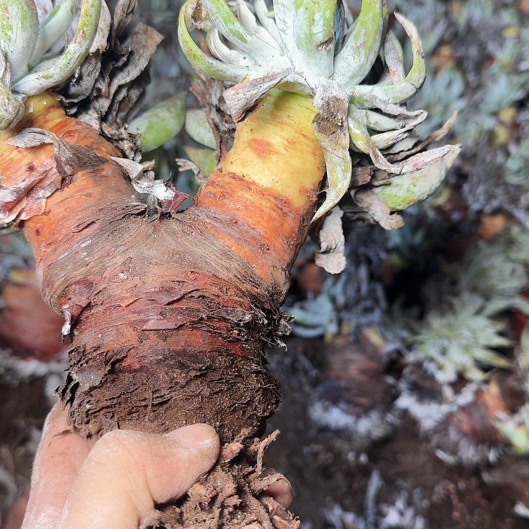 1273瑕疵雪山多肉