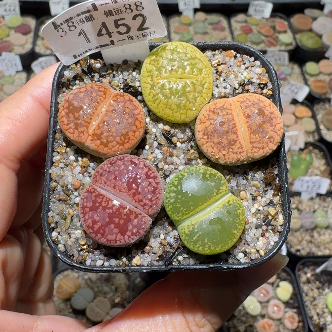 老板亏本便宜卖1452