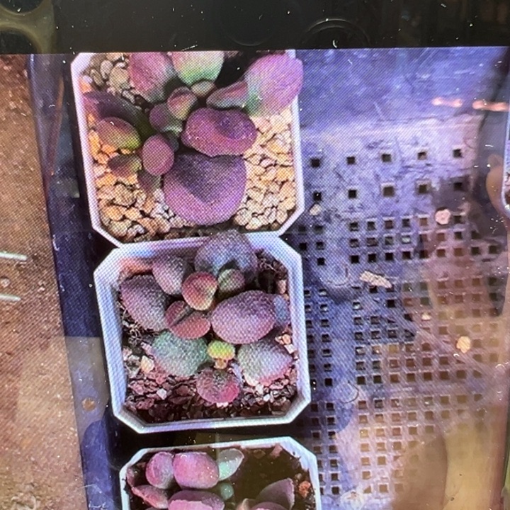 小***祥        吉祥如意。      