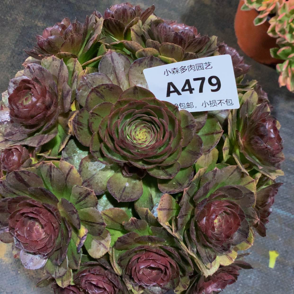 【闪购商品】479万拉斯多肉