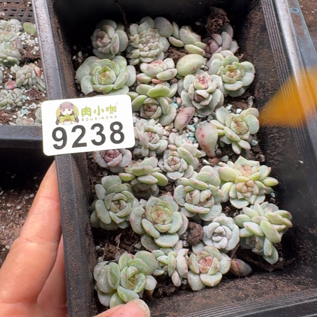 可***可多肉植物多肉植物