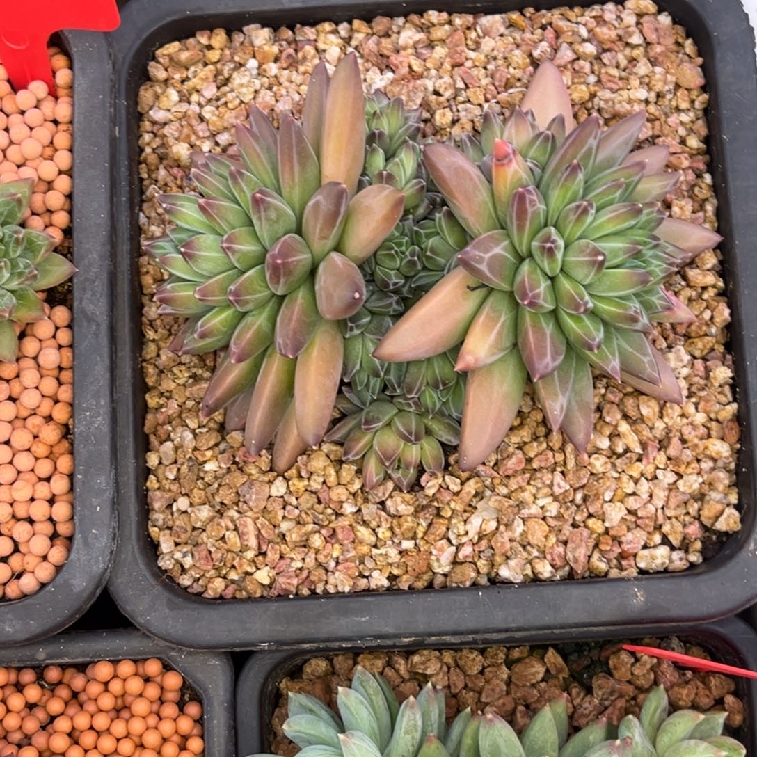 ****࿐小老哥的多肉植物群生多肉