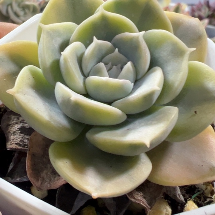 鲁氏锦多肉植物293