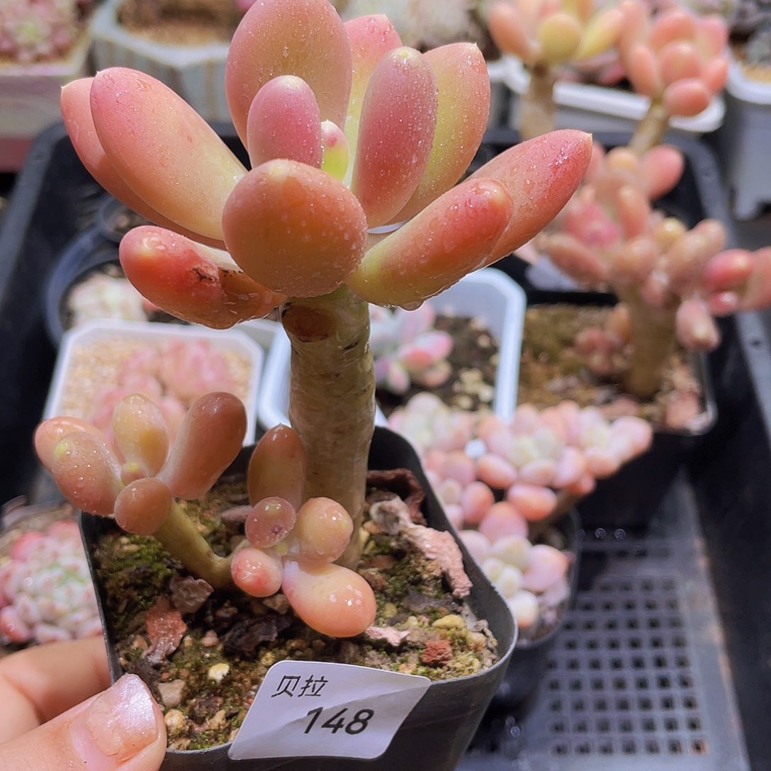148 精品多肉一物一拍