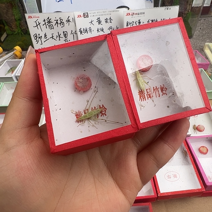 全品怪叫2只……鱼籽……