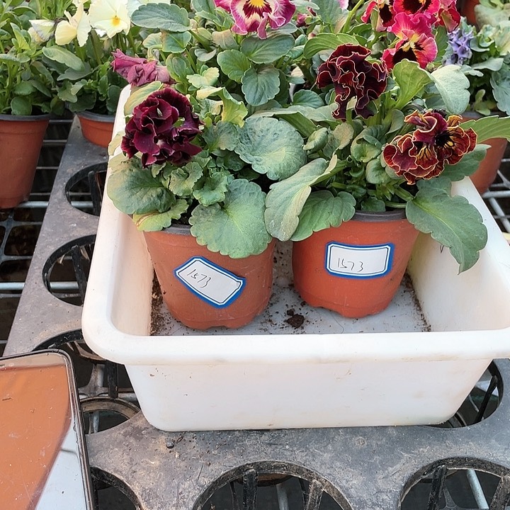 无花朵清苗角堇一筐