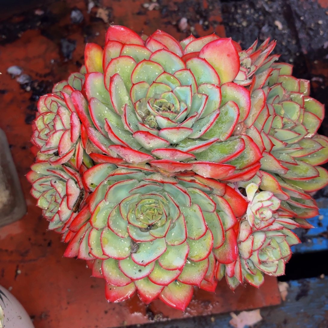 随***风老桩精品牡丹亭老桩