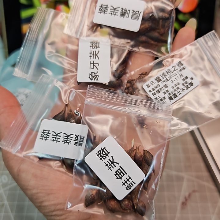 酢浆草早花芙蓉组合