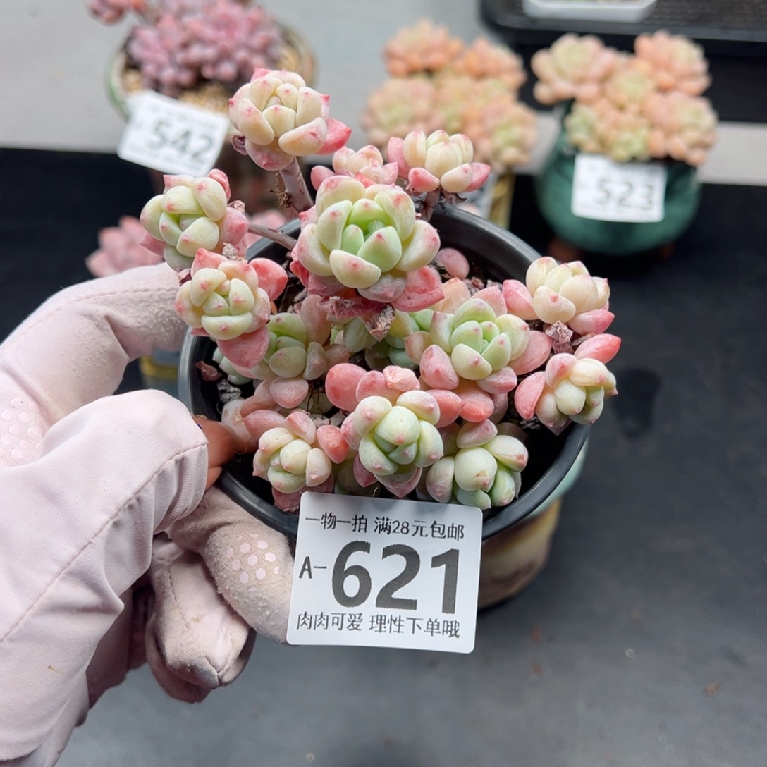 粉香水多肉多肉多肉多肉