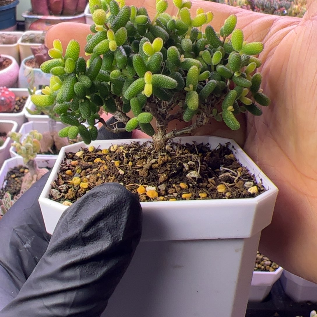 多肉植物枝干糖球黄锦