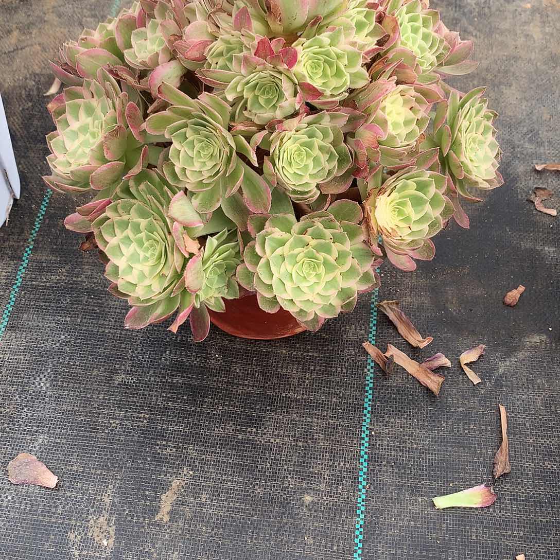 风***沙完全开放海鲜法师图片植物多肉