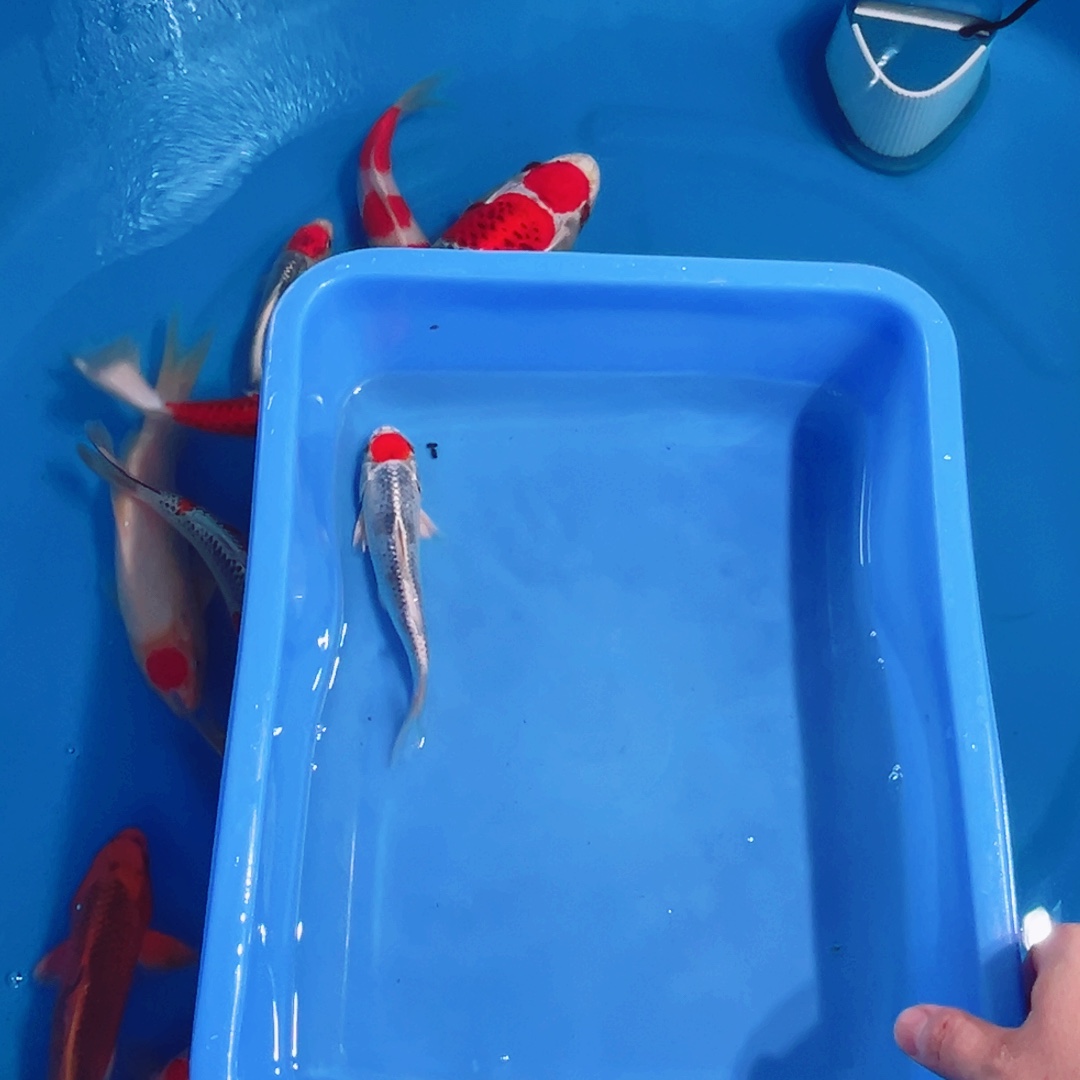 母绿毛龟888888666666666666