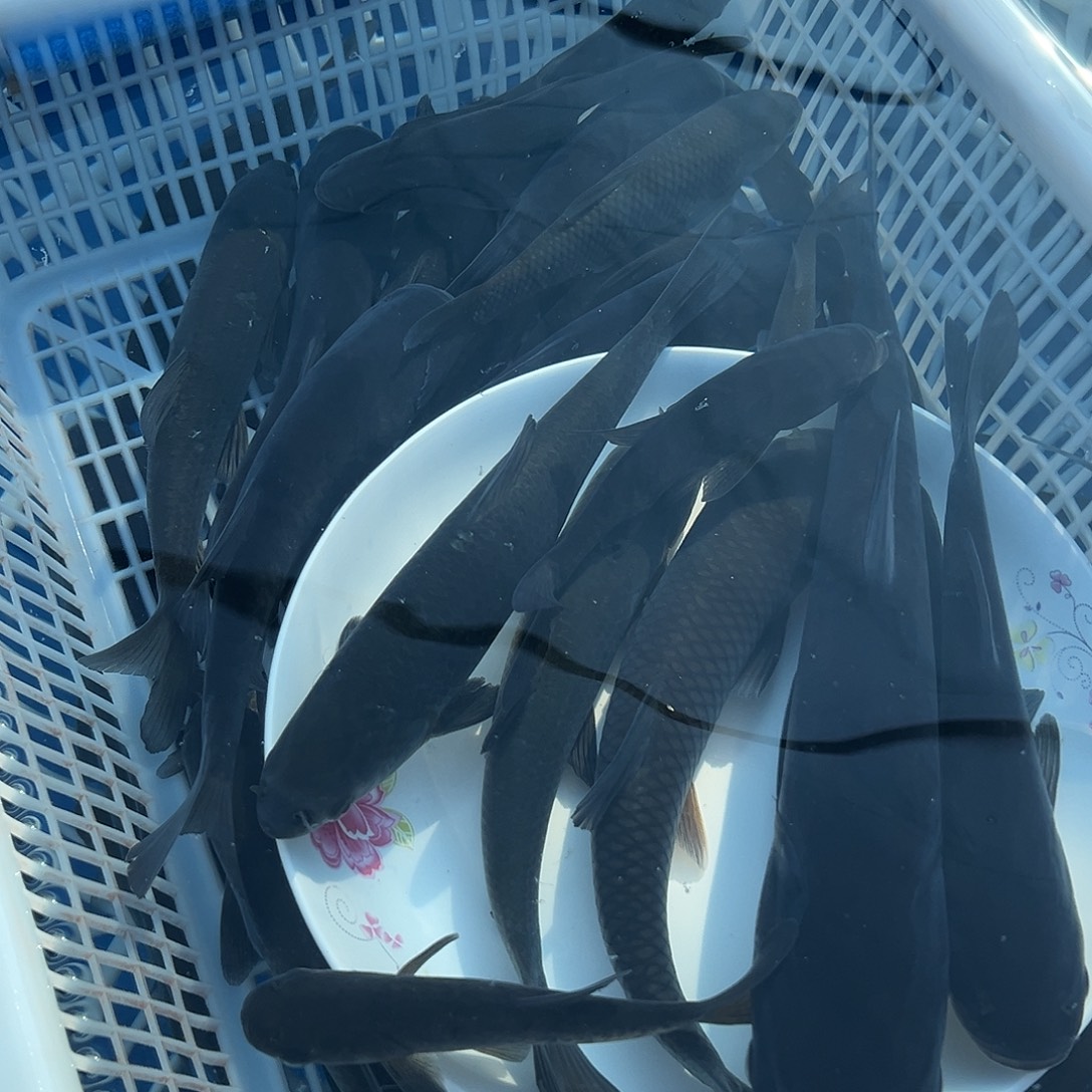 罗***花鲢20-25公分24条