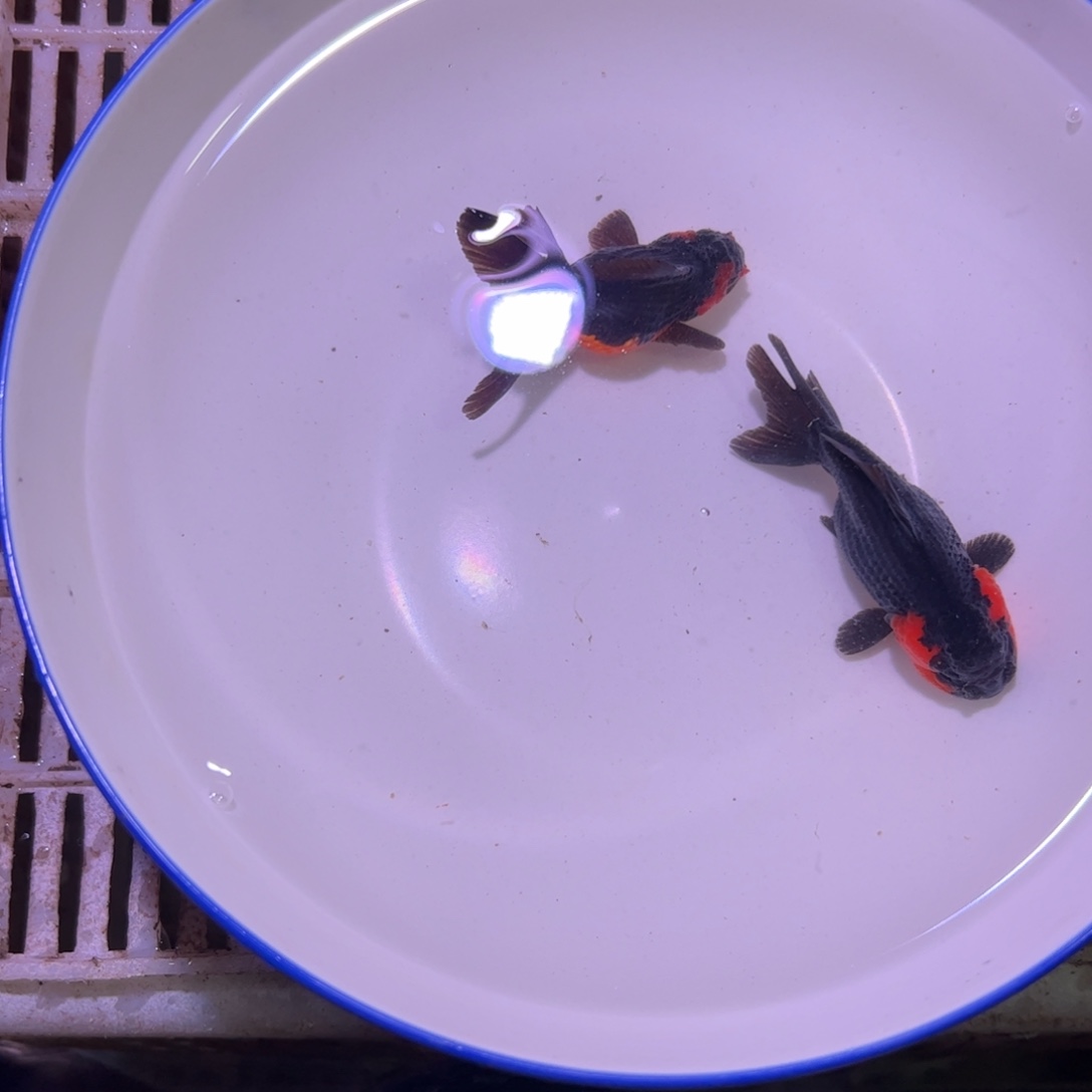 金鱼观赏鱼金鱼金鱼