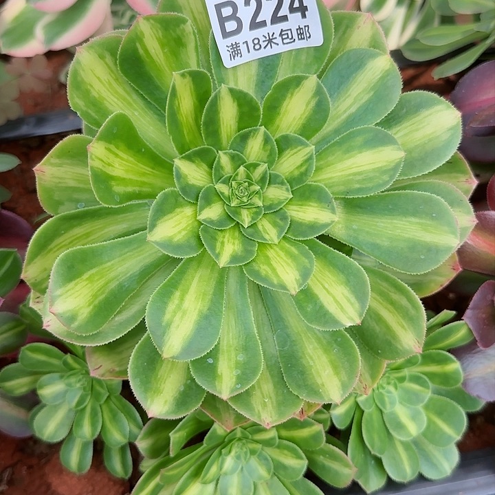 多肉 翡翠琉璃宽锦多肉法师