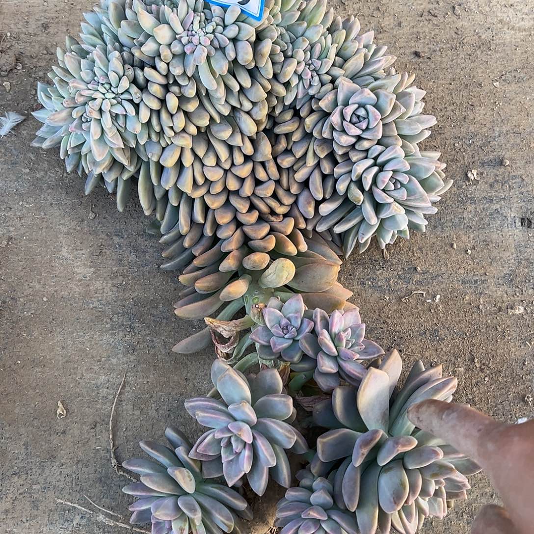 23号淡雪缀化一物一拍