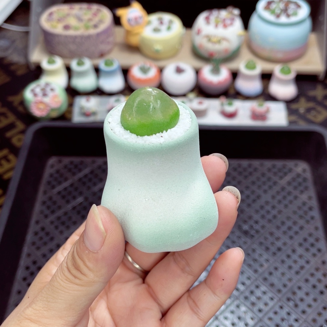 w5135 带盆土发货一物一拍