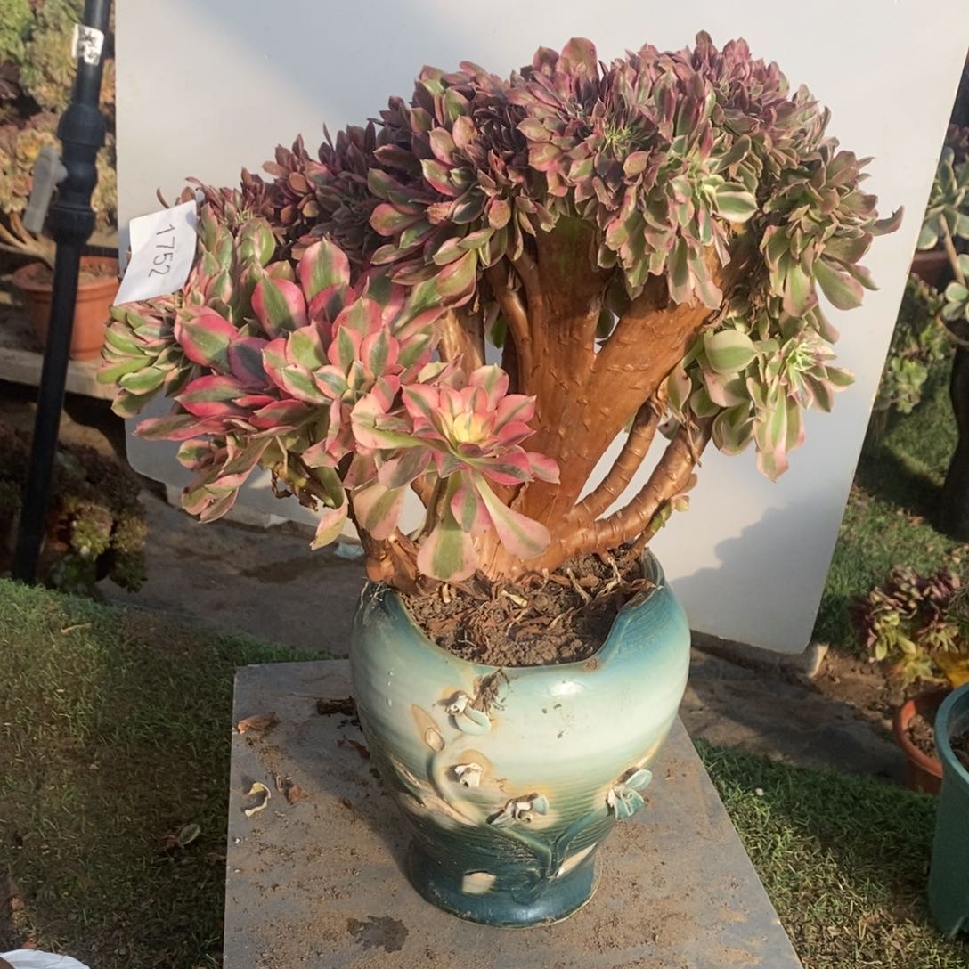 1752号粉女郎缀化1颗