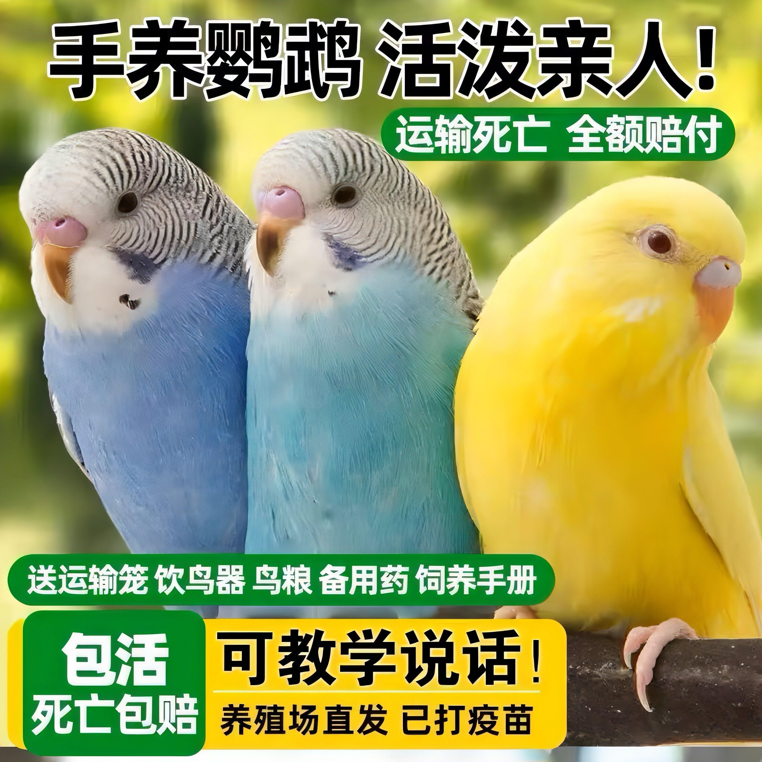 【可教说话】会学说话的虎皮鹦鹉会下蛋繁殖雏鸟手养活体鸟活宠物鸟