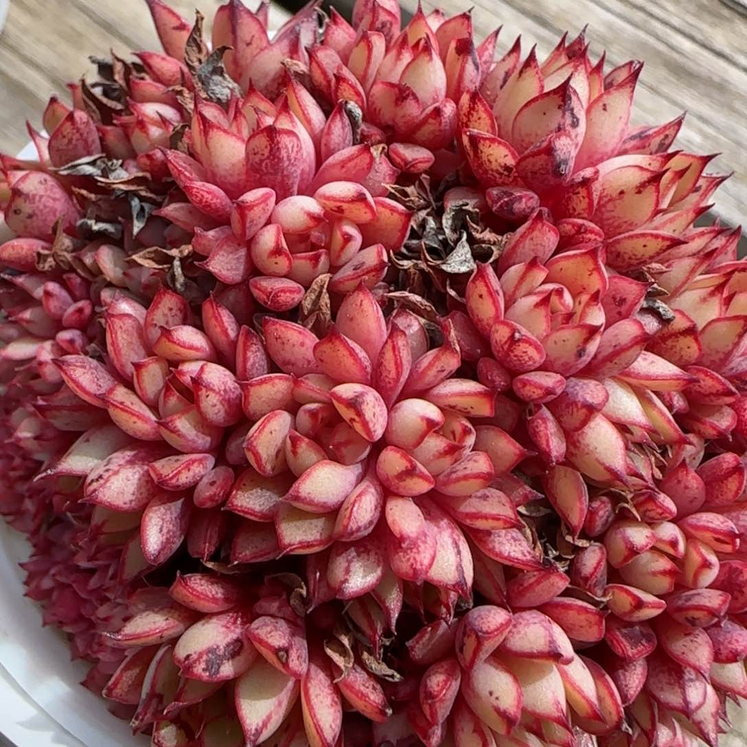 花语逸镜0130-509