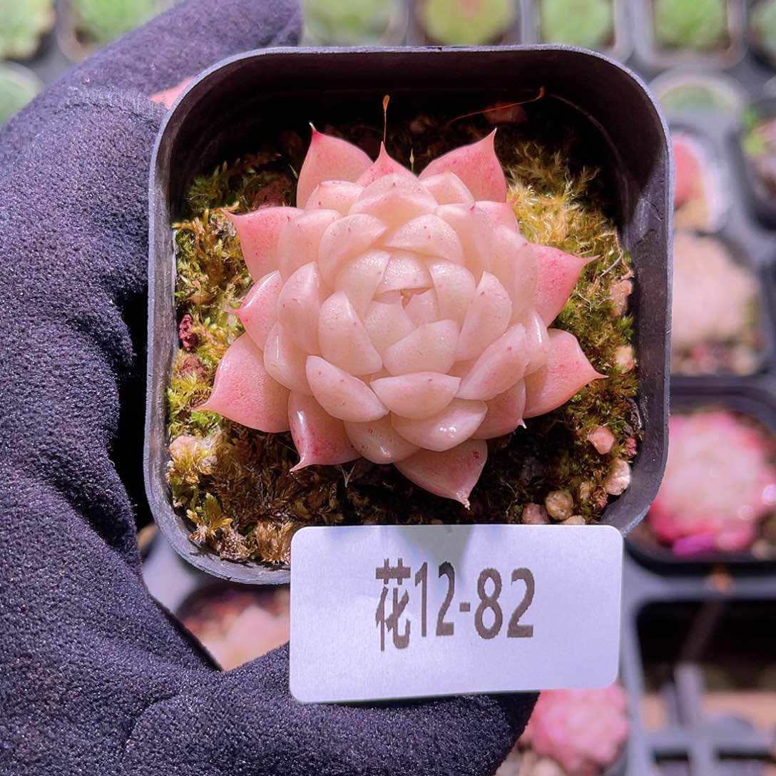 花利美12-82麦秆单头