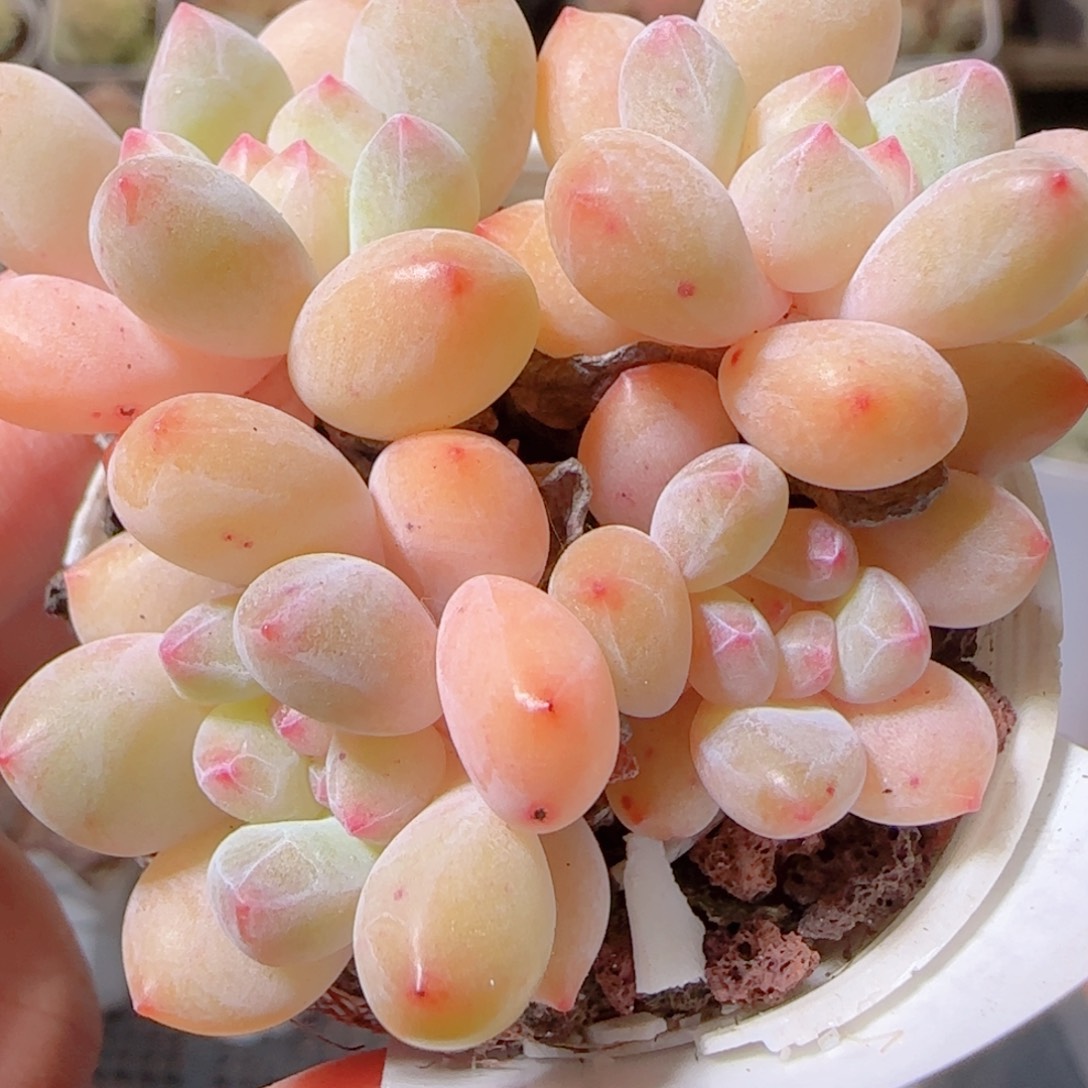 雨***虹花语多肉1208-117云朵