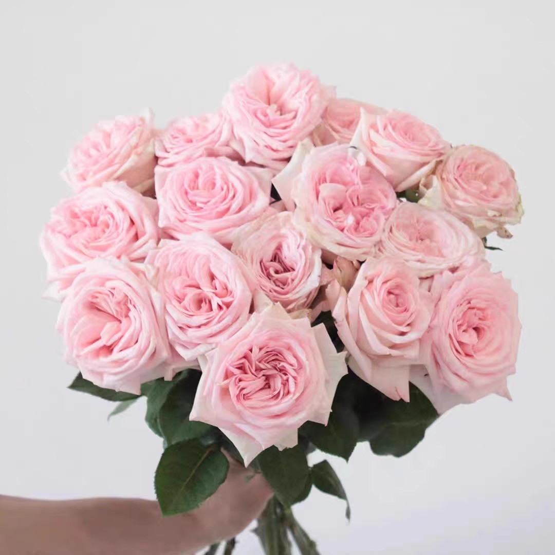 云花村 家用鲜花玫瑰花批发新鲜基地直发 任意两件包邮送货上门