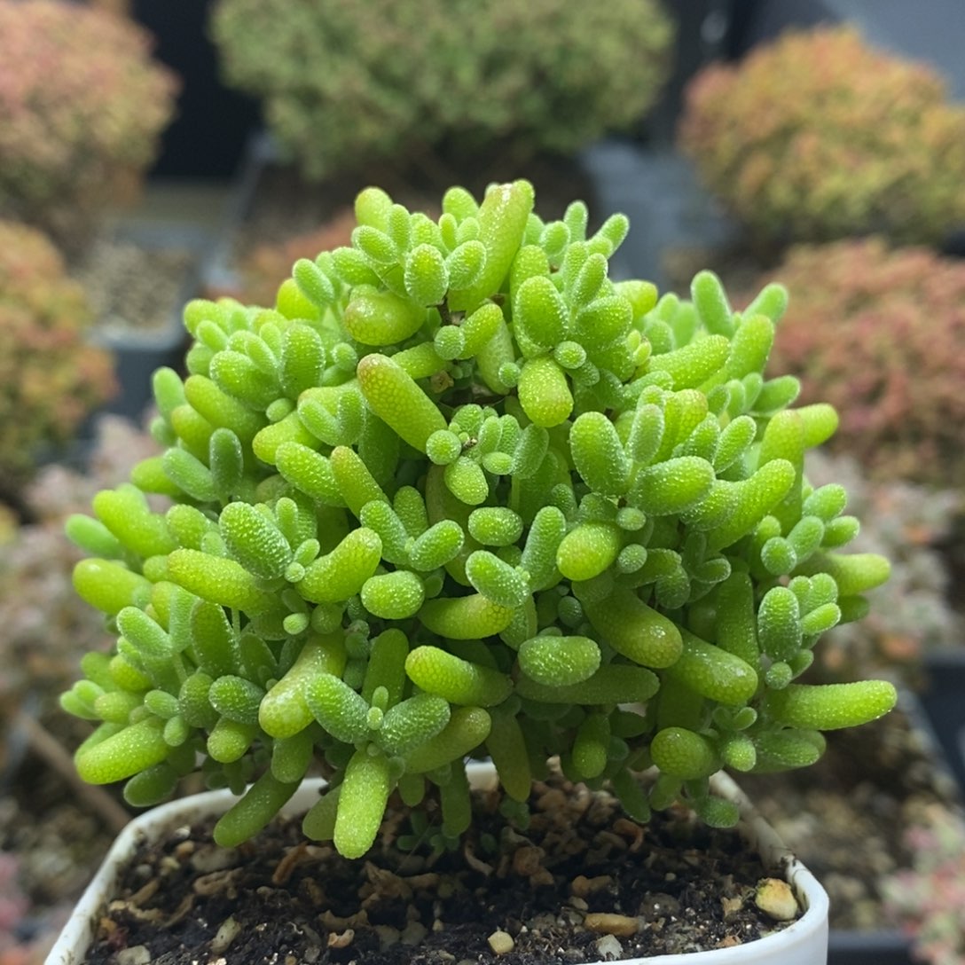 蜜橘糖球4553年后发货