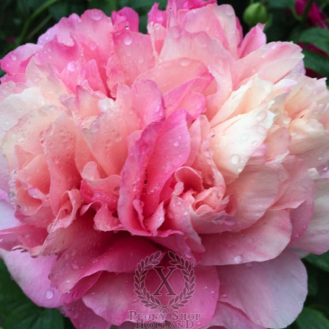 罗马荣耀 芍药鲑鱼变色系品种 早中期