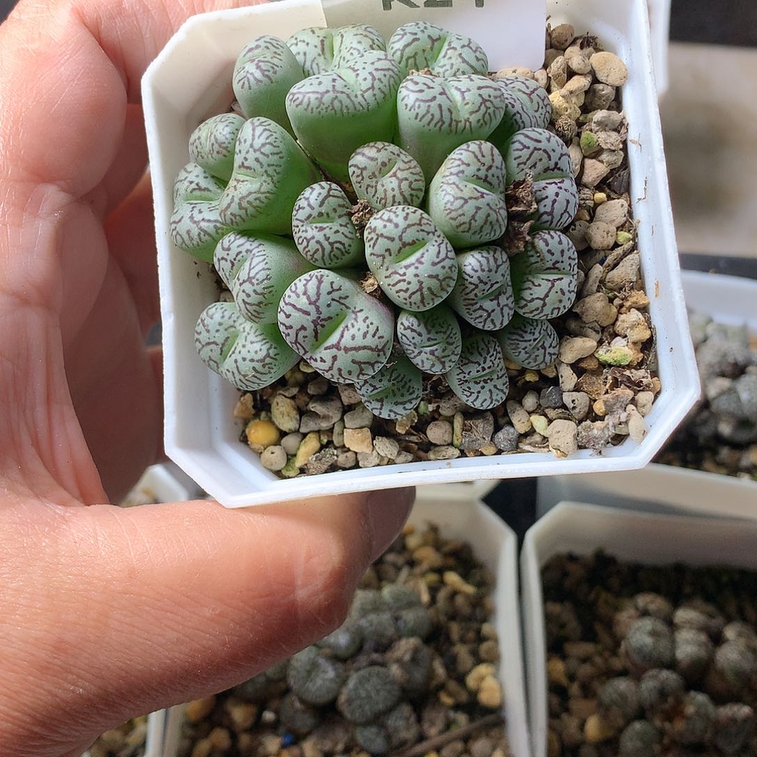 魅***K24多肉植物保护研究所