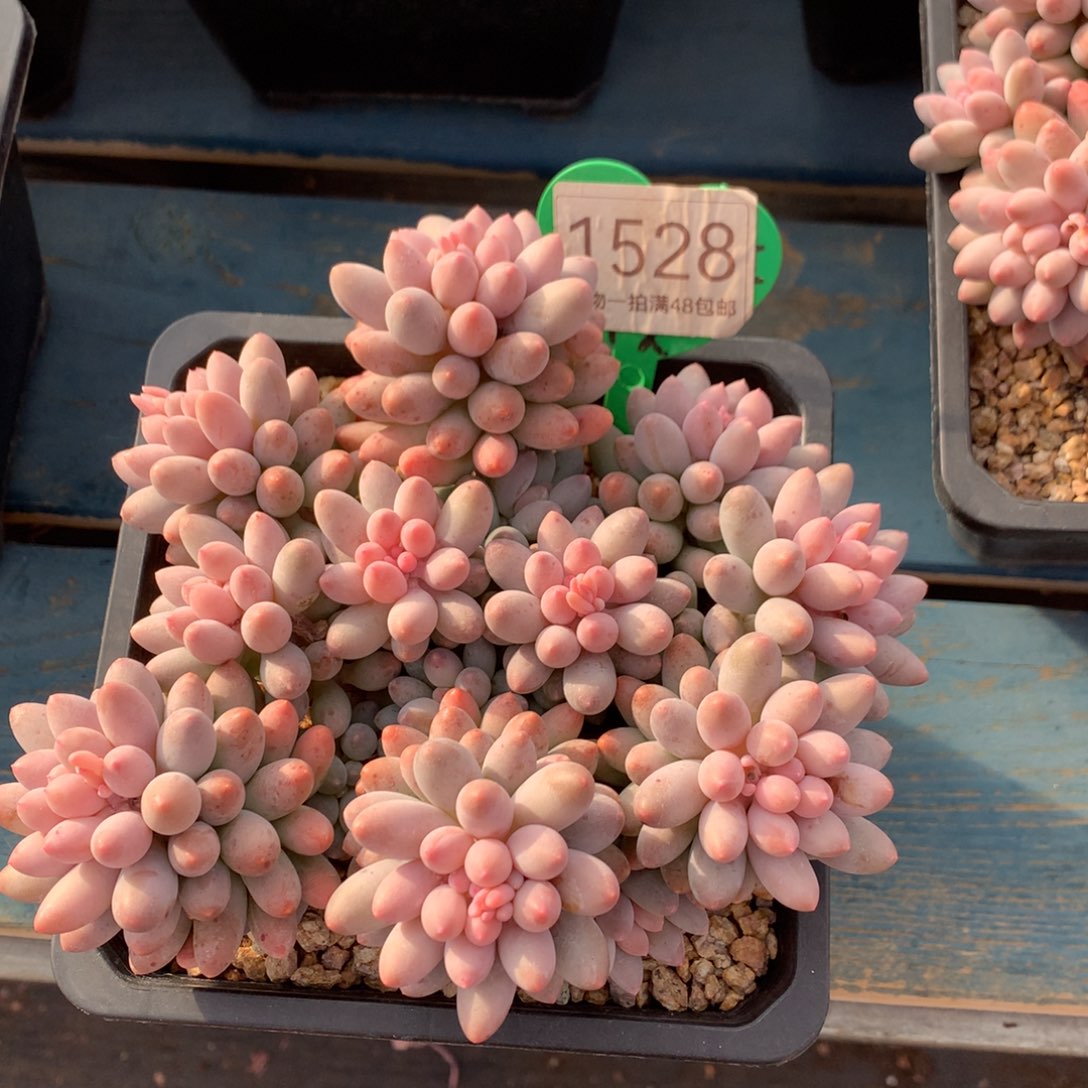 向***）婴儿手指无砍平头1528