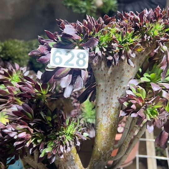 刘***莎多肉植物一个黑法628