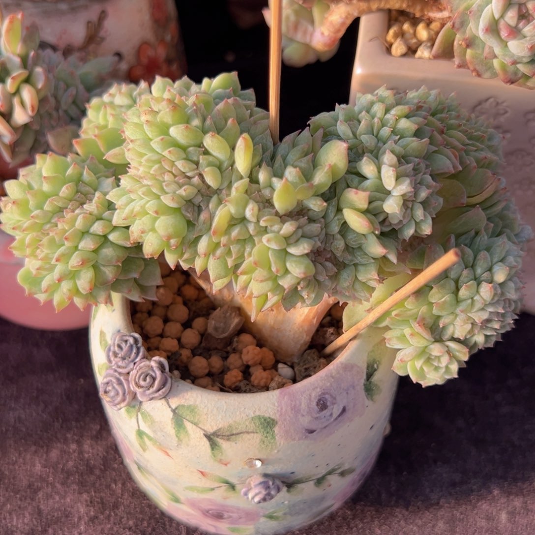 柠****n新年快乐啊宝宝888888899