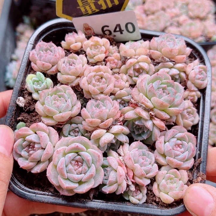 多肉植物多肉植物