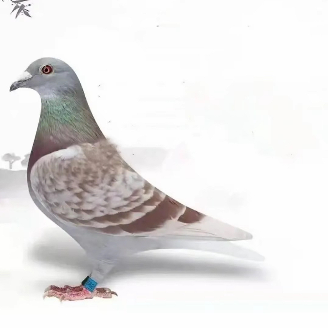 信鸽成绩鸽种鸽血统鸽优质鸽肉